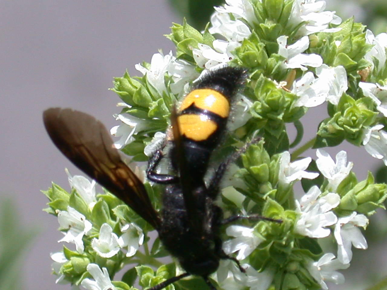 Scolia hirta hirta